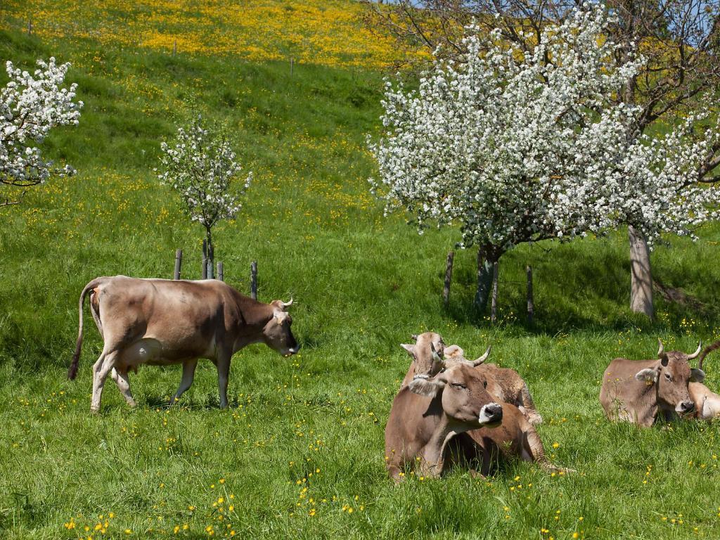 Gasthof Roessle Rieden am Forggensee Zewnętrze zdjęcie